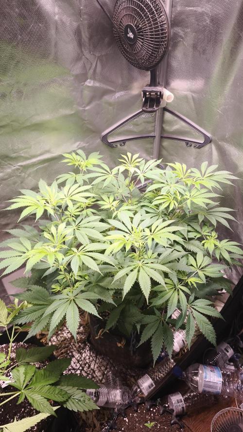 Sticky Broccoli@Zamnesia | Plagron. Week 7