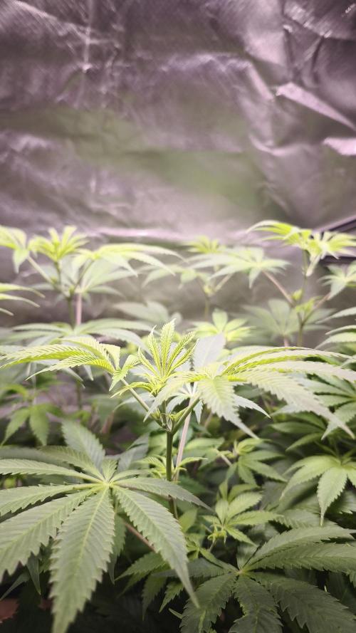 Sticky Broccoli@Zamnesia | Plagron. Week 7