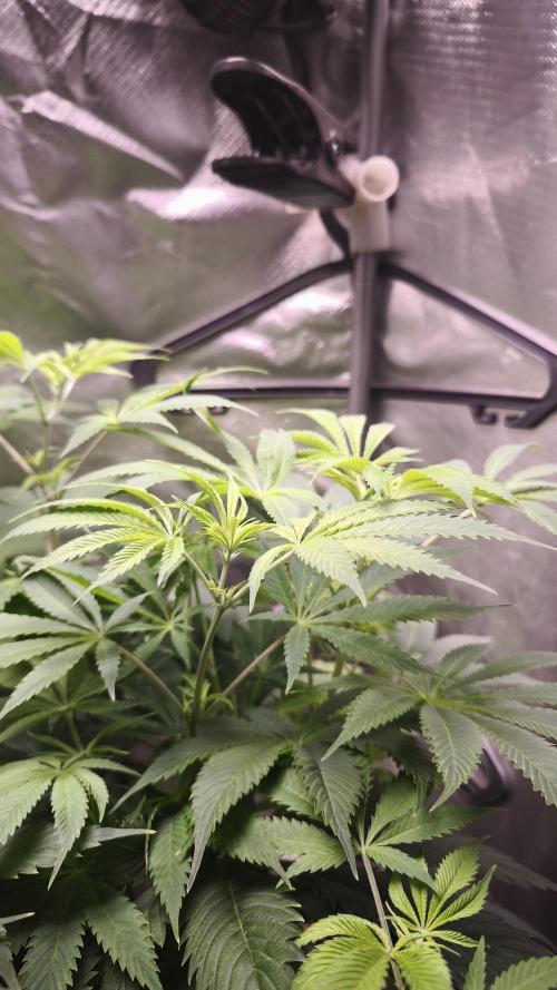 Sticky Broccoli@Zamnesia | Plagron. Week 7