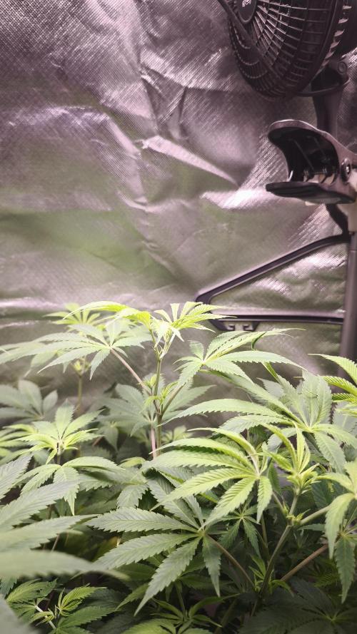 Sticky Broccoli@Zamnesia | Plagron. Week 7