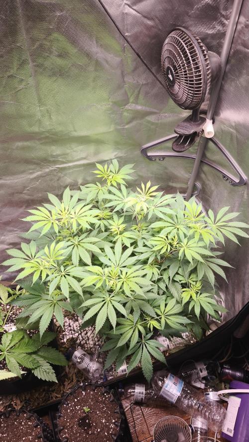 Sticky Broccoli@Zamnesia | Plagron. Week 7