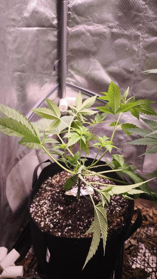 The Tropical Ice Cream One@USAGenetics26. Week 3