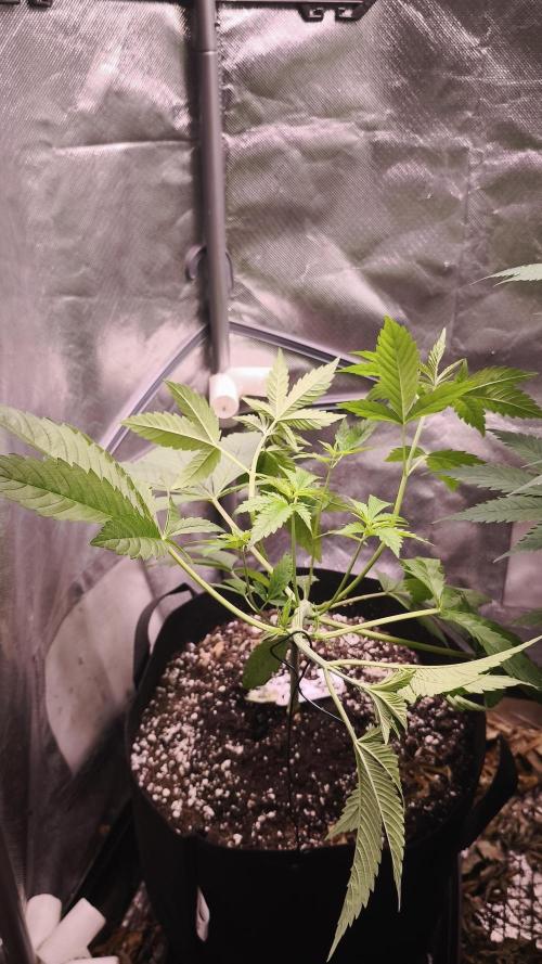 The Tropical Ice Cream One@USAGenetics26. Week 3