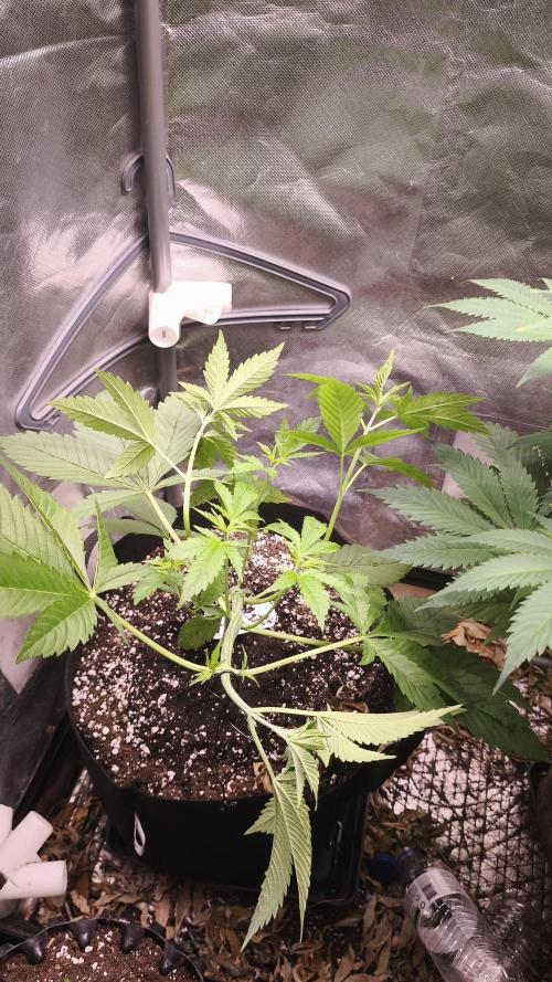 The Tropical Ice Cream One@USAGenetics26. Week 3