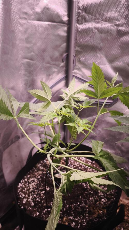 The Tropical Ice Cream One@USAGenetics26. Week 3