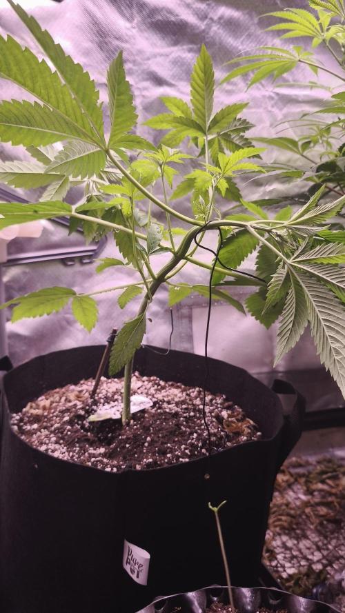 The Tropical Ice Cream One@USAGenetics26. Week 3