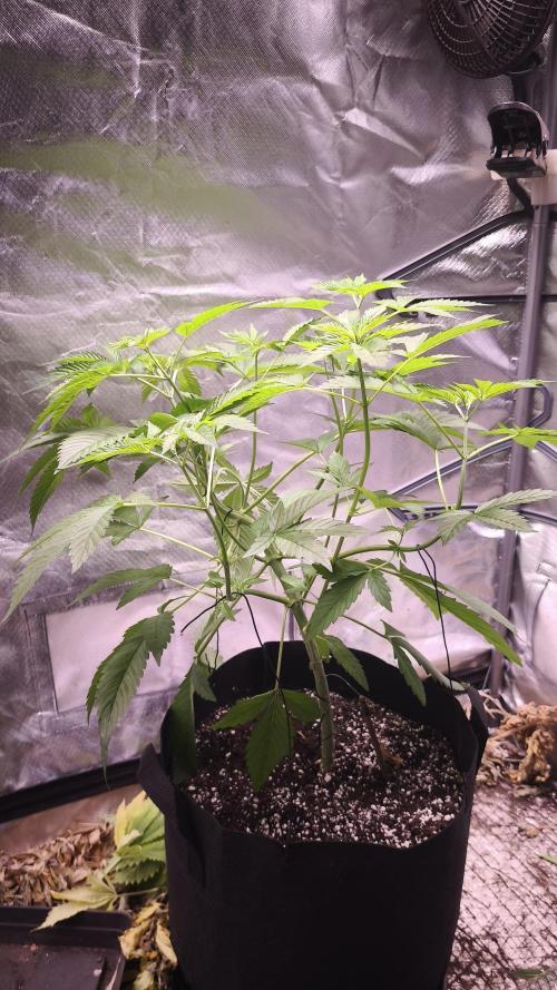 The Tropical Ice Cream One@USAGenetics26. Week 4