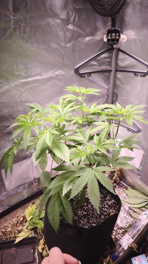 The Tropical Ice Cream One@USAGenetics26. Week 4