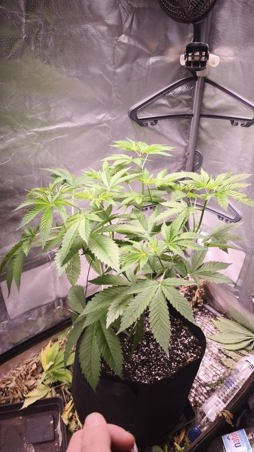 The Tropical Ice Cream One@USAGenetics26. Week 4