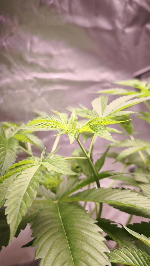 The Tropical Ice Cream One@USAGenetics26. Week 4