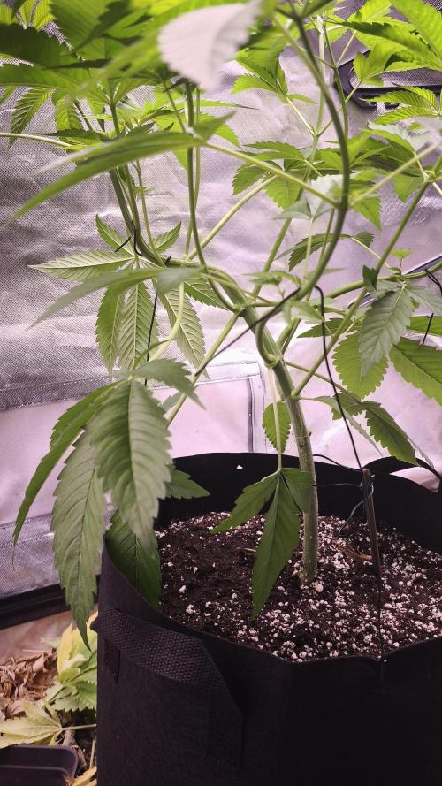 The Tropical Ice Cream One@USAGenetics26. Week 4