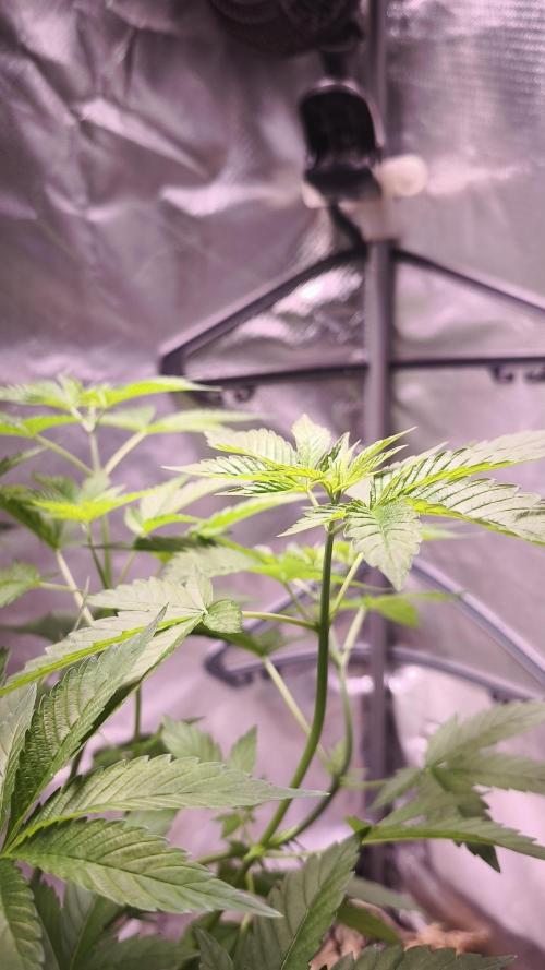The Tropical Ice Cream One@USAGenetics26. Week 4