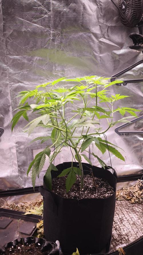 The Tropical Ice Cream One@USAGenetics26. Week 4