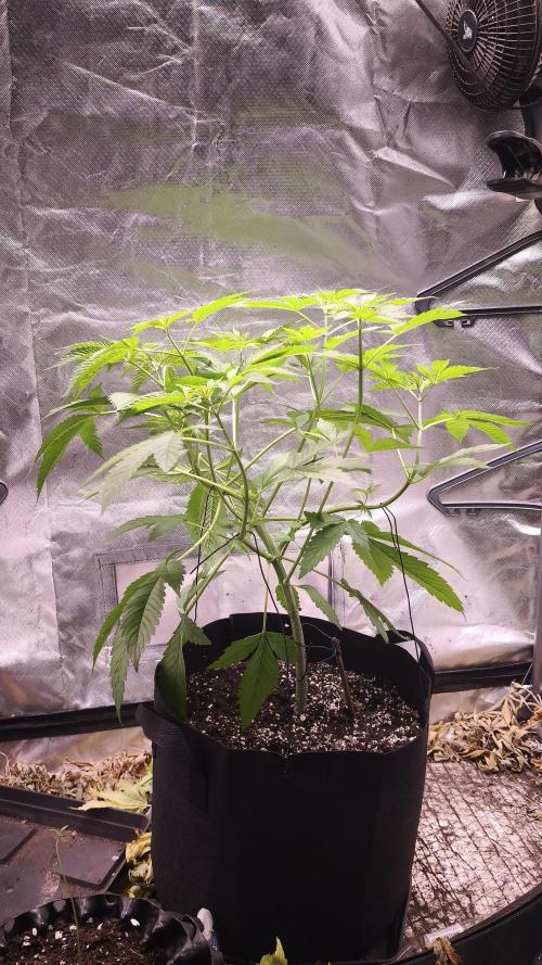 The Tropical Ice Cream One@USAGenetics26. Week 4