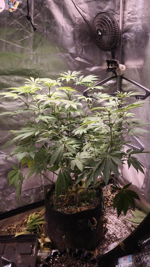 Sticky Broccoli@Zamnesia | Plagron. Week 8
