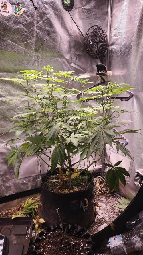 Sticky Broccoli@Zamnesia | Plagron. Week 8