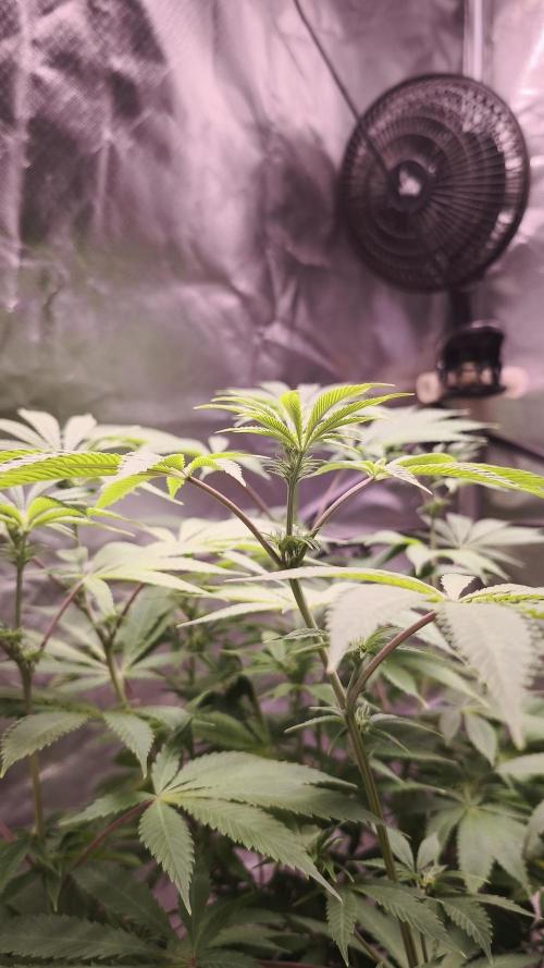 Sticky Broccoli@Zamnesia | Plagron. Week 8