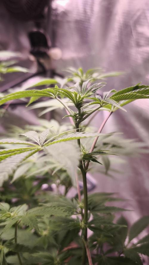 Sticky Broccoli@Zamnesia | Plagron. Week 8