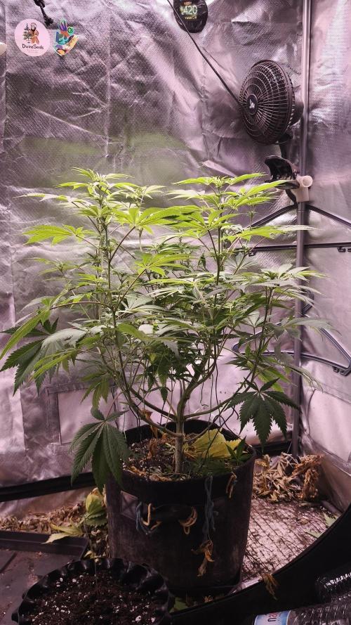 Sticky Broccoli@Zamnesia | Plagron. Week 8