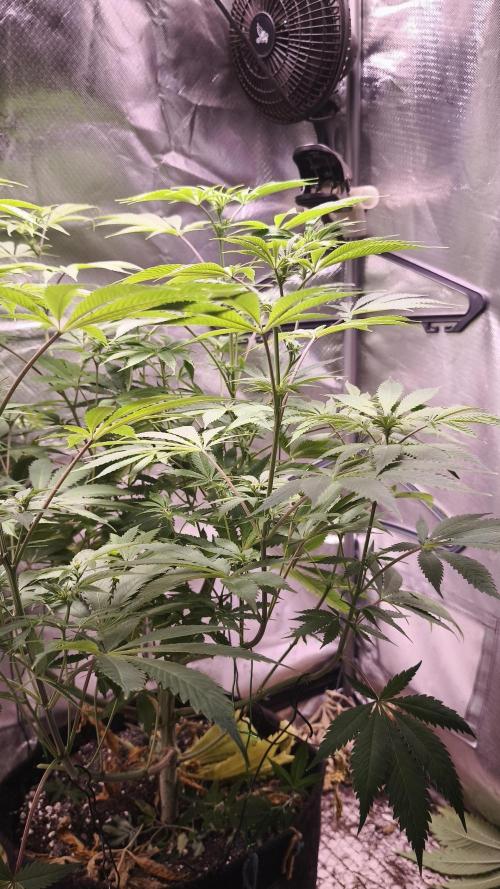 Sticky Broccoli@Zamnesia | Plagron. Week 8