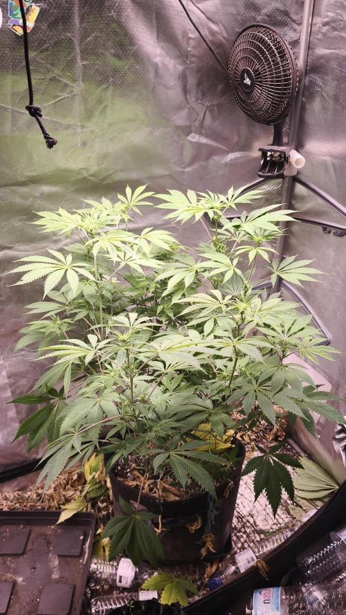 Sticky Broccoli@Zamnesia | Plagron. Week 8