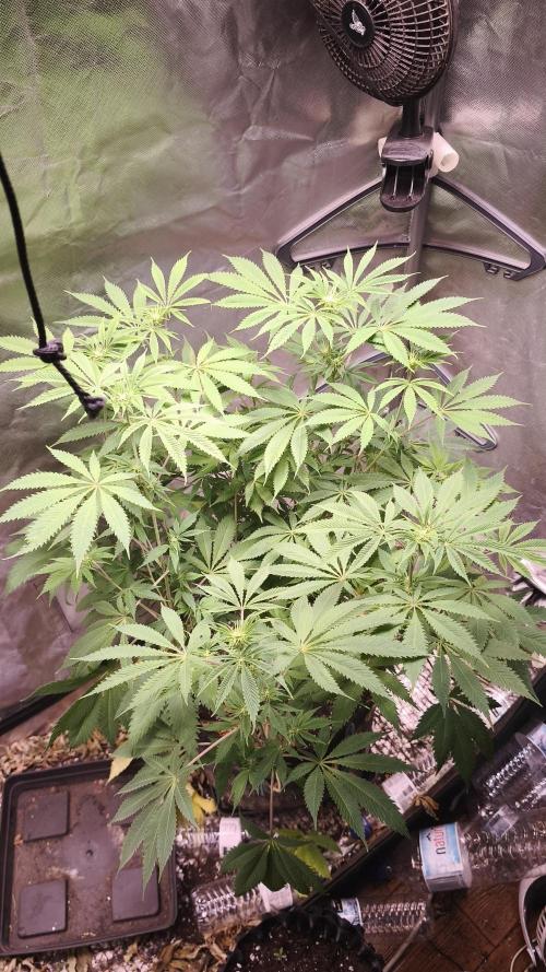 Sticky Broccoli@Zamnesia | Plagron. Week 8