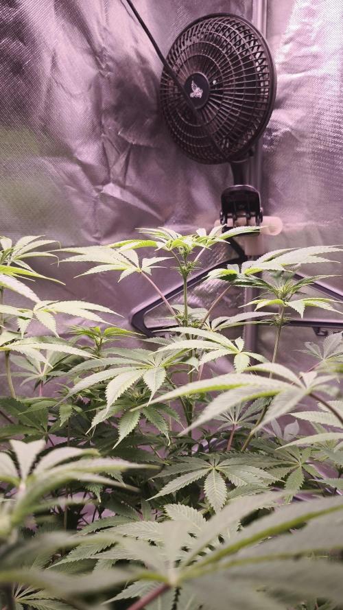 Sticky Broccoli@Zamnesia | Plagron. Week 8
