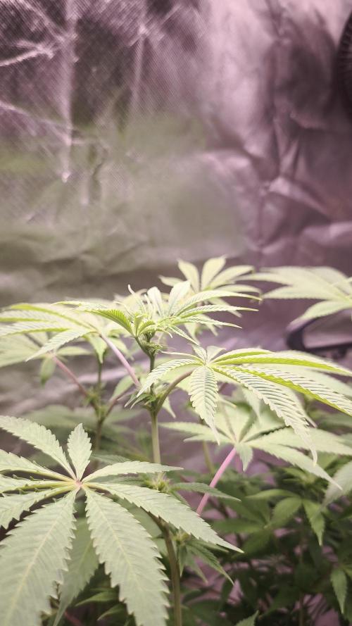 Sticky Broccoli@Zamnesia | Plagron. Week 8
