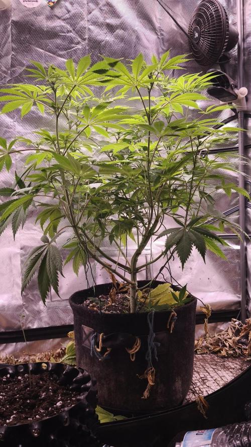 Sticky Broccoli@Zamnesia | Plagron. Week 8
