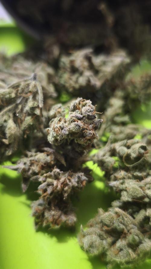 Northern dragon fuel Auto@SSSC. Week 13