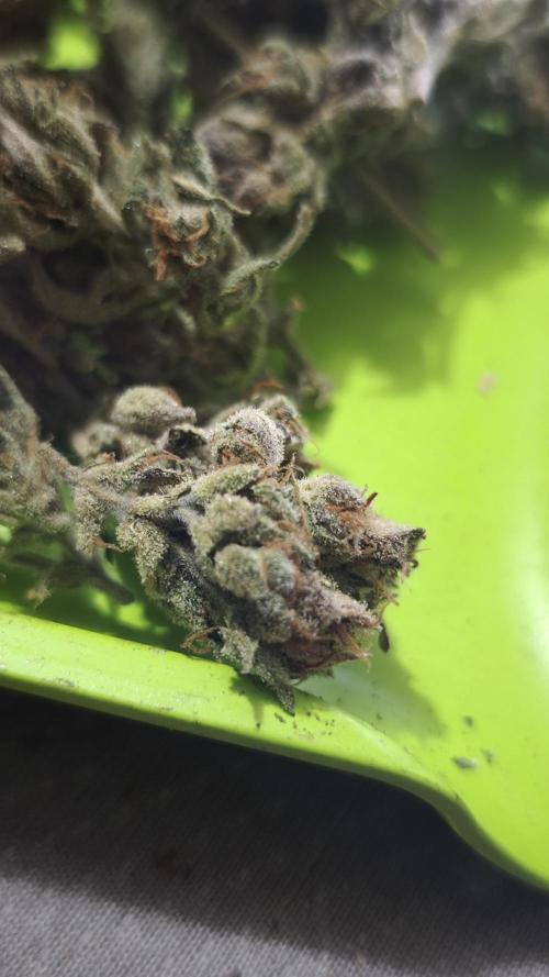 Northern dragon fuel Auto@SSSC. Week 13