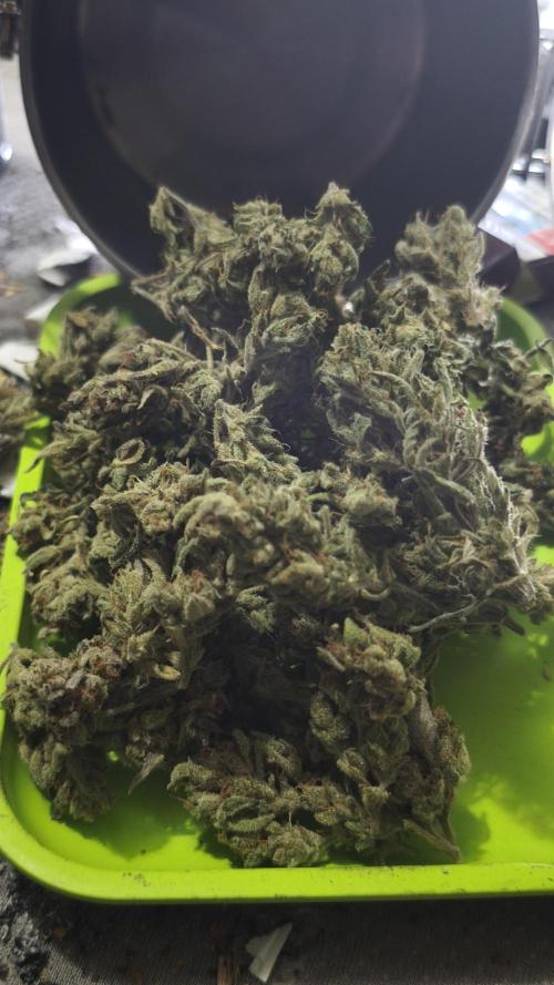 Northern dragon fuel Auto@SSSC. Week 13