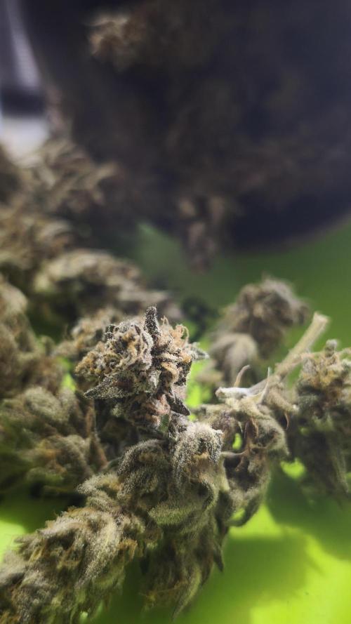Apricot Auto@FastBuds. Week 13