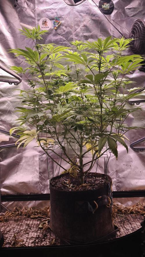 Sticky Broccoli@Zamnesia | Plagron. Week 9