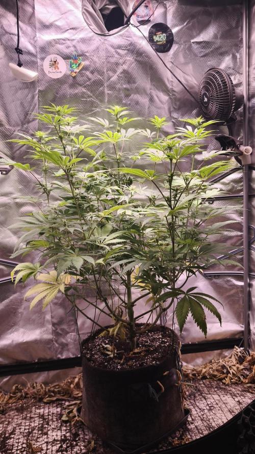 Sticky Broccoli@Zamnesia | Plagron. Week 9