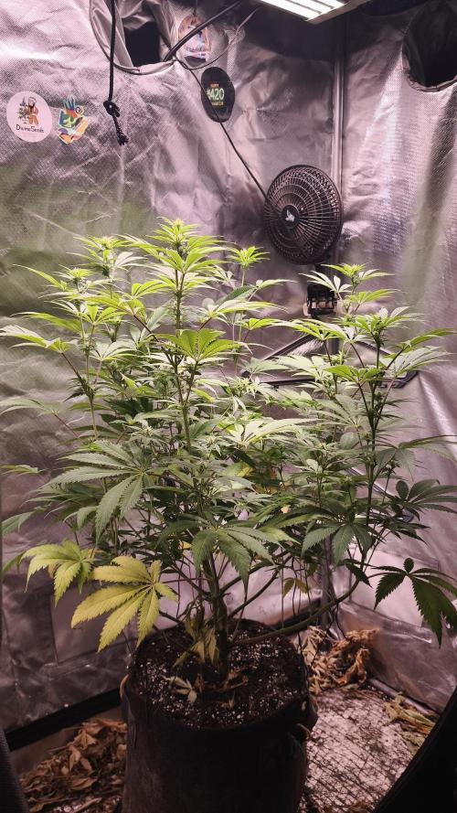Sticky Broccoli@Zamnesia | Plagron. Week 9
