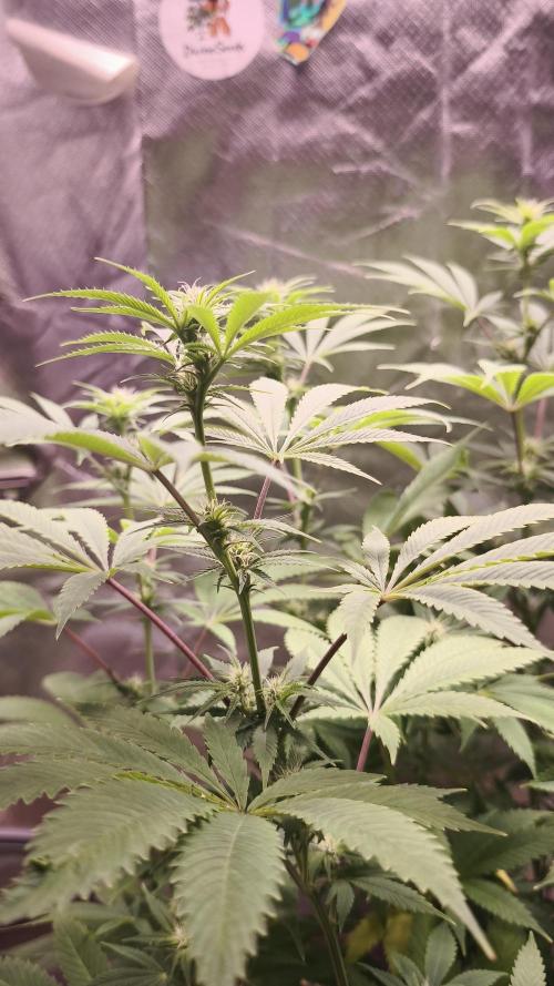 Sticky Broccoli@Zamnesia | Plagron. Week 9