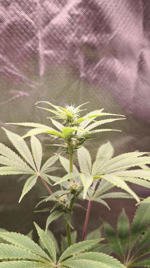 Sticky Broccoli@Zamnesia | Plagron. Week 9