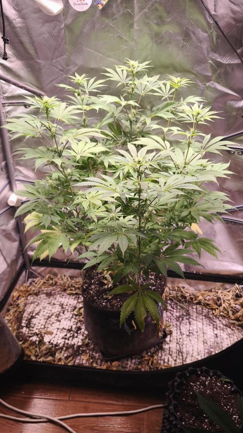 Sticky Broccoli@Zamnesia | Plagron. Week 9