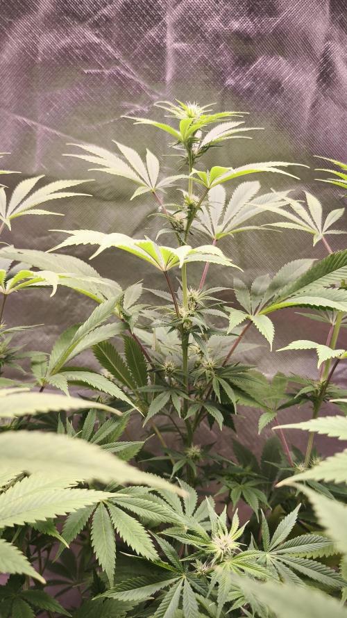 Sticky Broccoli@Zamnesia | Plagron. Week 9