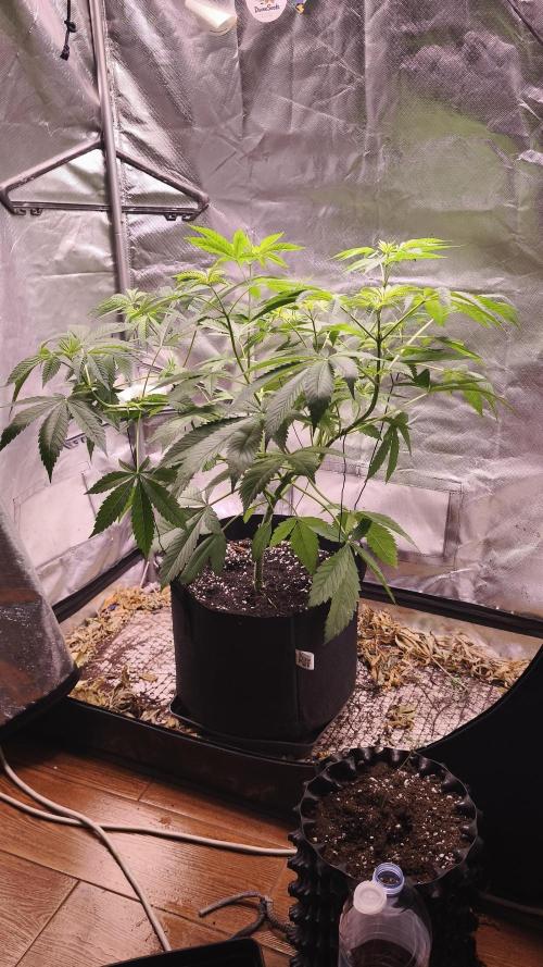 The Tropical Ice Cream One@USAGenetics26. Week 5