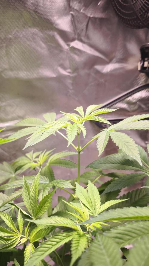 The Tropical Ice Cream One@USAGenetics26. Week 5