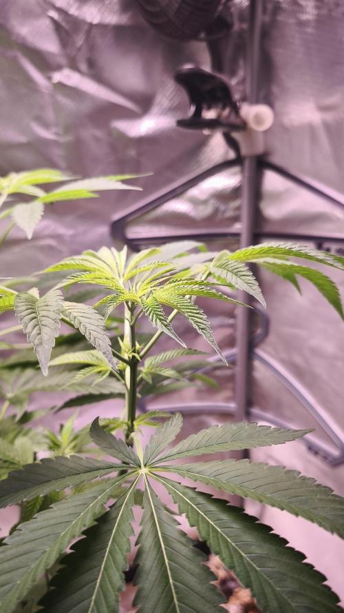 The Tropical Ice Cream One@USAGenetics26. Week 5