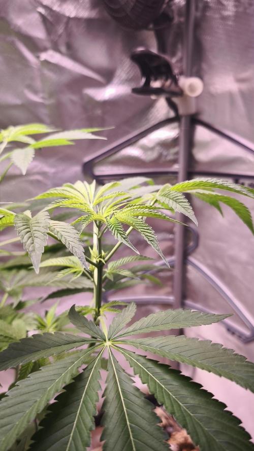 The Tropical Ice Cream One@USAGenetics26. Week 5