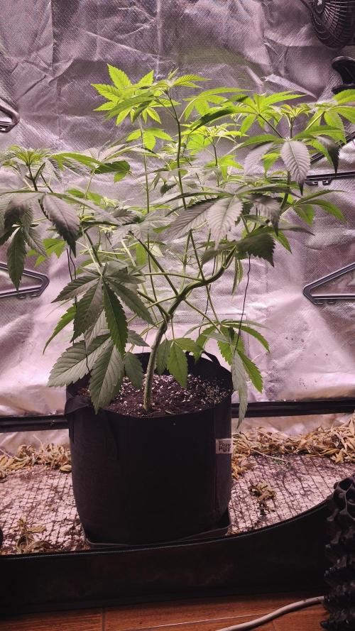 The Tropical Ice Cream One@USAGenetics26. Week 5