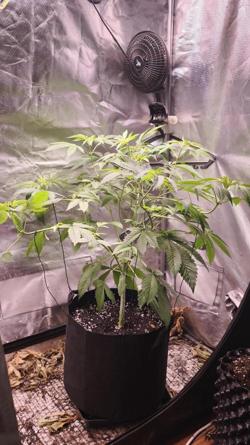 The Tropical Ice Cream One@USAGenetics26. Week 5