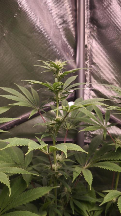 Sticky Broccoli@Zamnesia | Plagron. Week 9