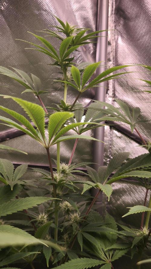 Sticky Broccoli@Zamnesia | Plagron. Week 9