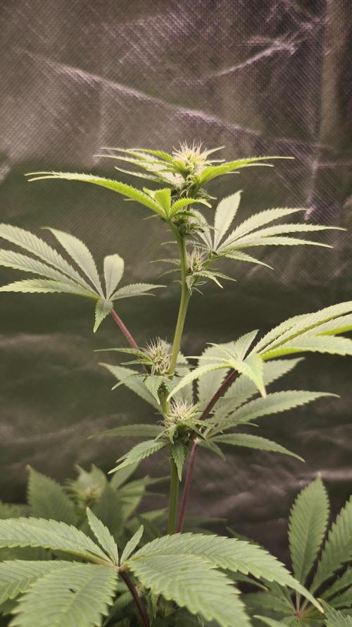 Sticky Broccoli@Zamnesia | Plagron. Week 9