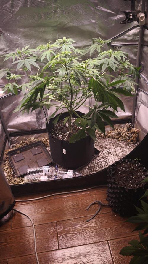 The Tropical Ice Cream One@USAGenetics26. Week 6